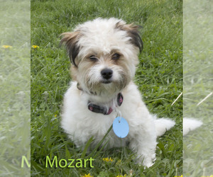 Bichon Frise Dogs for adoption in Mason, MI, USA