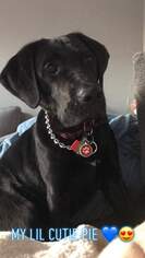 Medium Photo #1 Beagle-Unknown Mix Puppy For Sale in Marine City, MI, USA