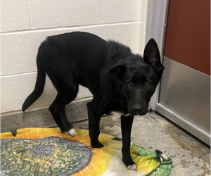 Shollie Dogs for adoption in Jackson, CA, USA