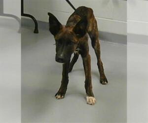 - Mix Dogs for adoption in St. Cloud, FL, USA