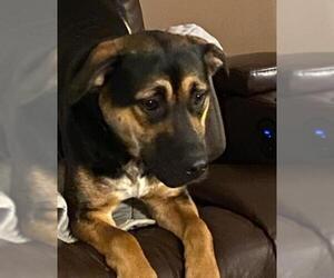 Labrador Retriever-Unknown Mix Dogs for adoption in Benson, MN, USA