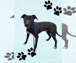 Labrador Retriever-Unknown Mix Dogs for adoption in HESPERIA, CA, USA