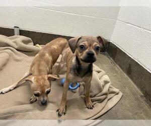 Chug Dogs for adoption in Jackson, CA, USA