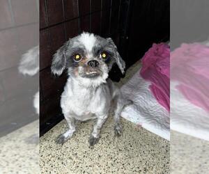 Shih Tzu Dogs for adoption in Riverside, CA, USA