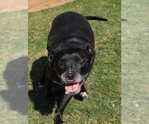 American Pit Bull Terrier-Unknown Mix Dogs for adoption in Plano, TX, USA