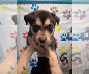 Labrador Retriever-Unknown Mix Dogs for adoption in Houston, TX, USA