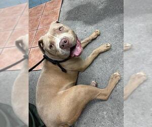 American Pit Bull Terrier Dogs for adoption in Downey, CA, USA