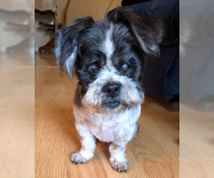 Shih Tzu Dogs for adoption in Ventura, CA, USA