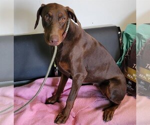 Doberman Pinscher Dogs for adoption in Mount Vernon, AR, USA