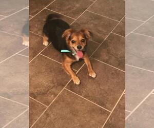 Papshund Dogs for adoption in Nashville, TN, USA