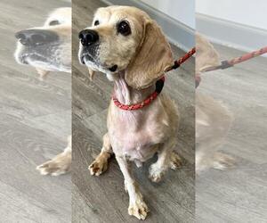 Cocker Spaniel Dogs for adoption in Westminster, MD, USA