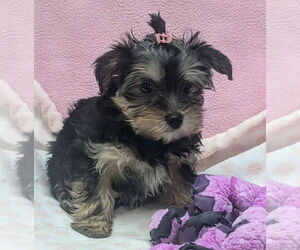 Maltese-Unknown Mix Dogs for adoption in Bon Carbo, CO, USA