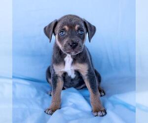 Chihuahua-Unknown Mix Dogs for adoption in San Diego, CA, USA