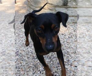 Miniature Pinscher Dogs for adoption in Coppell, TX, USA