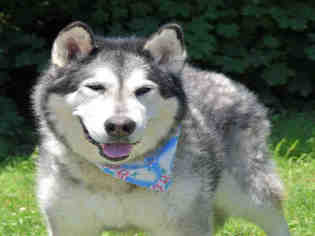 Alaskan Malamute Dogs for adoption in Westminster, MD, USA