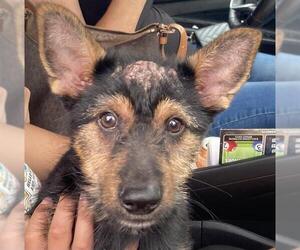 German Shepherd Dog Dogs for adoption in Fort Lauderdale, FL, USA