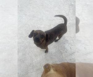 Medium Photo #1 Chihuahua Puppy For Sale in San Antonio, TX, USA