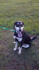 Shepradors Dogs for adoption in Decatur, AL, USA