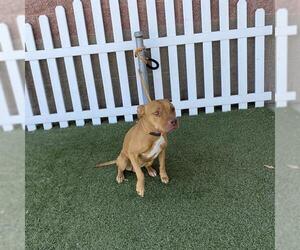 American Staffordshire Terrier-Unknown Mix Dogs for adoption in Modesto, CA, USA