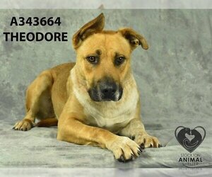 American Pit Bull Terrier-Australian Cattle Dog Mix Dogs for adoption in Stockton, CA, USA