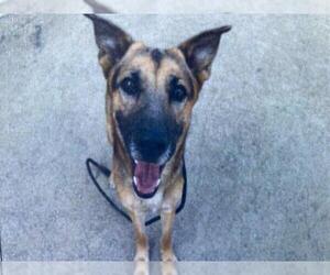 German Shepherd Dog Dogs for adoption in Santa Barbara, CA, USA