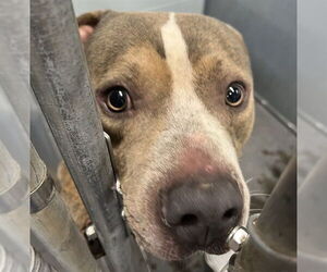 Catahoula Leopard Dog-Unknown Mix Dogs for adoption in Tavares, FL, USA