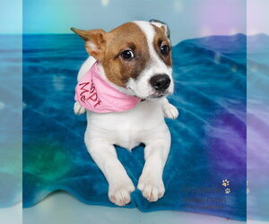 Mutt Dogs for adoption in Corona, CA, USA
