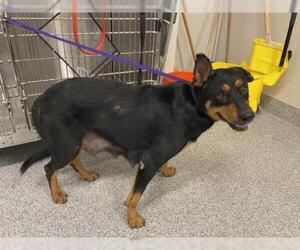 Shepweiller Dogs for adoption in Houston, TX, USA