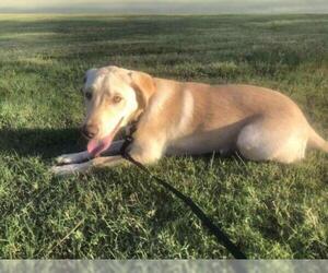 Labrador Retriever-Unknown Mix Dogs for adoption in Pewaukee, WI, USA