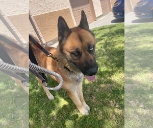 Akita-German Shepherd Dog Mix Dogs for adoption in Inglewood, CA, USA