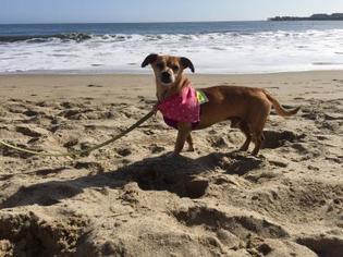 Chiweenie Dogs for adoption in Santa Cruz, CA, USA
