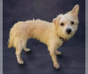 Toxirn Dogs for adoption in Camarillo, CA, USA