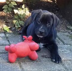 Medium Photo #1 Boxador Puppy For Sale in Little Rock, AR, USA