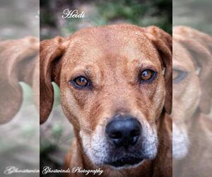 Black Mouth Cur Dogs for adoption in Leesburg, FL, USA