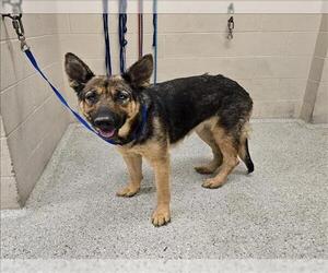 German Shepherd Dog Dogs for adoption in Conroe, TX, USA