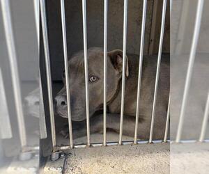 American Staffordshire Terrier-Unknown Mix Dogs for adoption in Oklahoma City, OK, USA