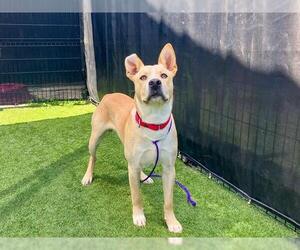 Labrador Retriever-Unknown Mix Dogs for adoption in Orange, CA, USA