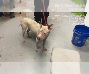 Bull Terrier-Chinese Shar-Pei Mix Dogs for adoption in Ocala, FL, USA