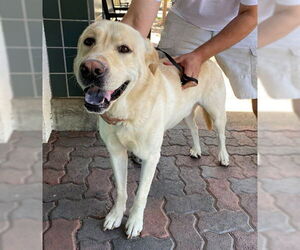 Labrador Retriever-Unknown Mix Dogs for adoption in Rancho Cucamonga, CA, USA