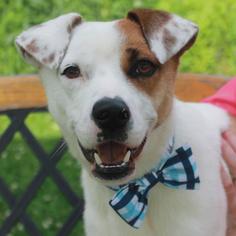 Small Great Pyrenees-Jack Russell Terrier Mix