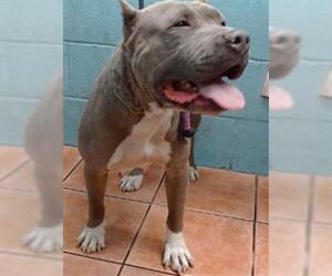 American Pit Bull Terrier-Unknown Mix Dogs for adoption in Downey, CA, USA