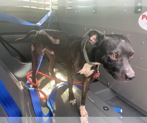 Boston Terrier Dogs for adoption in Houston, TX, USA
