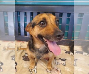 Chiweenie Dogs for adoption in Amarillo, TX, USA