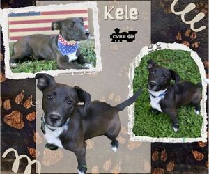 Chihuahua-Unknown Mix Dogs for adoption in Lindsay, CA, USA