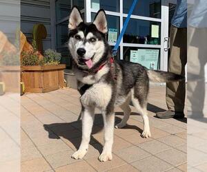 Siberian Husky Dogs for adoption in Berkeley , CA, USA