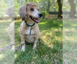 Miniature Labradoodle Dogs for adoption in Pacolet, SC, USA
