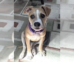 American Staffordshire Terrier-Labrador Retriever Mix Dogs for adoption in Brewster, NY, USA