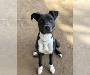 Great Dane-Unknown Mix Dogs for adoption in Riverside, CA, USA