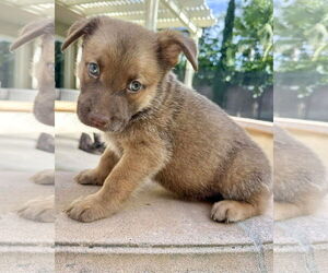 Medium Photo #2 Siberian Husky-Unknown Mix Puppy For Sale in Corona, CA, USA