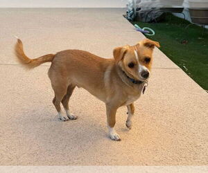 Chihuahua-Unknown Mix Dogs for adoption in Phoenix, AZ, USA